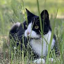 Thumbnail photo of Louie #1