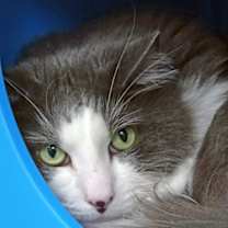 Thumbnail photo of Murphy (at Smitten Kitten) #1