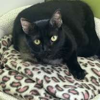 Thumbnail photo of Lulu #3