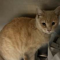 Thumbnail photo of Mochi #1