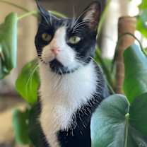 Thumbnail photo of Louie #4