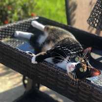 Thumbnail photo of Cleo #2