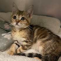 Thumbnail photo of Tawny #3