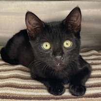 Thumbnail photo of Georgie #2