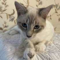 Thumbnail photo of Evangeline (FELV+) #3