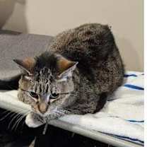 Thumbnail photo of Kitty #1