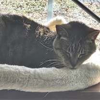 Thumbnail photo of Kitty #2