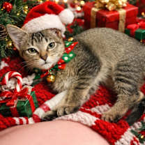 Thumbnail photo of Shiitake (Available for pre-adoption) #1