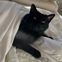 Thumbnail photo of Toothless #2