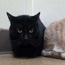 Thumbnail photo of Salem #2