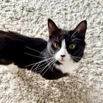 Thumbnail photo of Blue Rose #1