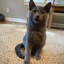 Thumbnail photo of Charizard #1