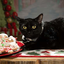 Thumbnail photo of Admiral #1