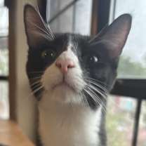 Thumbnail photo of Pollock NN #1