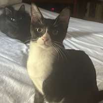 Thumbnail photo of Pollock NN #4