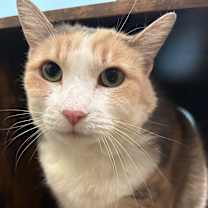 Thumbnail photo of Topanga #1