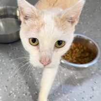 Thumbnail photo of Autumn #3