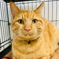 Thumbnail photo of Beans #1