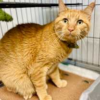 Thumbnail photo of Beans #2