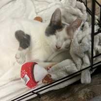 Thumbnail photo of Birdie (in foster) #1