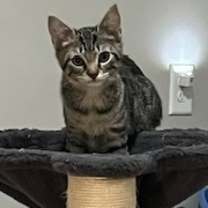 Thumbnail photo of Murph #1