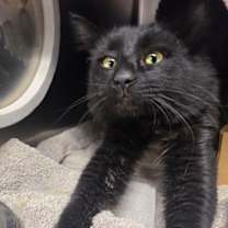 Thumbnail photo of Waffle #3