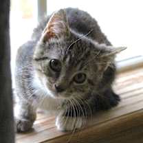 Thumbnail photo of Wally #4