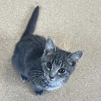 Thumbnail photo of Britax #2