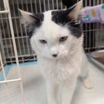 Thumbnail photo of Kazan #3