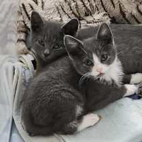 Thumbnail photo of Bo (paired with Bean) #1