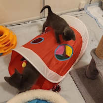 Thumbnail photo of Bo (paired with Bean) #2