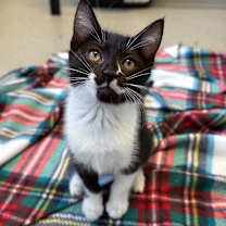 Thumbnail photo of Tawlette #1