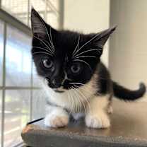 Thumbnail photo of Tawlette #2