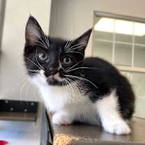 Thumbnail photo of Tawlette #3