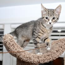 Thumbnail photo of hazDaisy #3