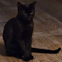 Thumbnail photo of Biscuit #2