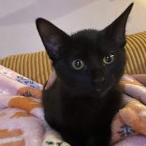 Thumbnail photo of Chi Chi #3