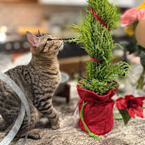 Thumbnail photo of Zen #2