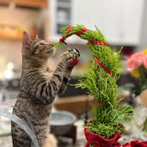 Thumbnail photo of Zen #3