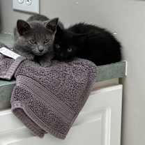 Thumbnail photo of Sasha #4