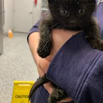 Thumbnail photo of Cranberry #3