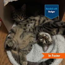 Thumbnail photo of Buttercup #1