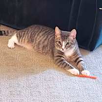 Thumbnail photo of Archie #2