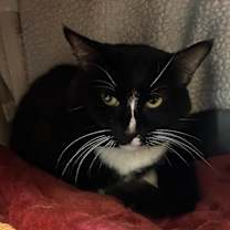 Thumbnail photo of Ares #3