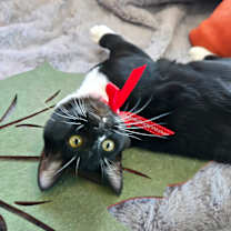 Thumbnail photo of Squeak #4