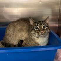 Thumbnail photo of Cucumber #2