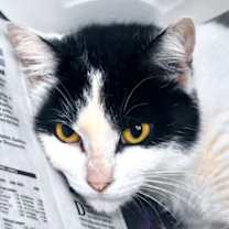 Thumbnail photo of Tanta Kringle #1