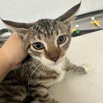 Thumbnail photo of Naiomi #3