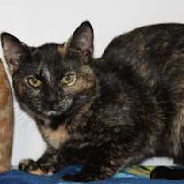 Thumbnail photo of Namib #2