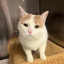 Thumbnail photo of Penny #1